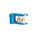 Articulateur pour mordu Cup - Eurodentis